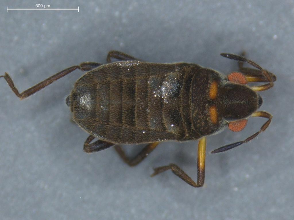 Microvelia reticulata